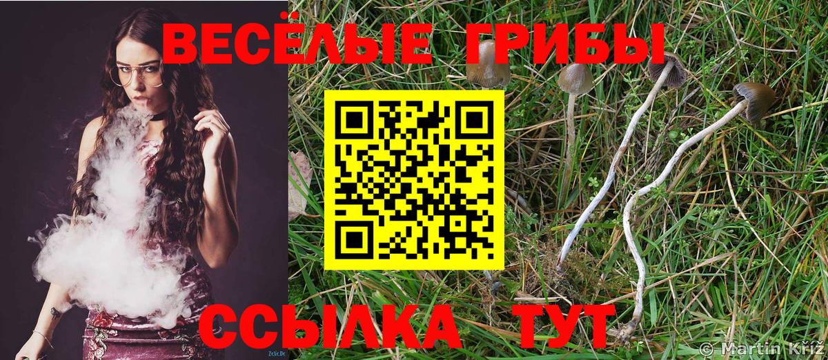 Тулун  Псилоцибиновые грибы Psilocybe  Вход с VPN 